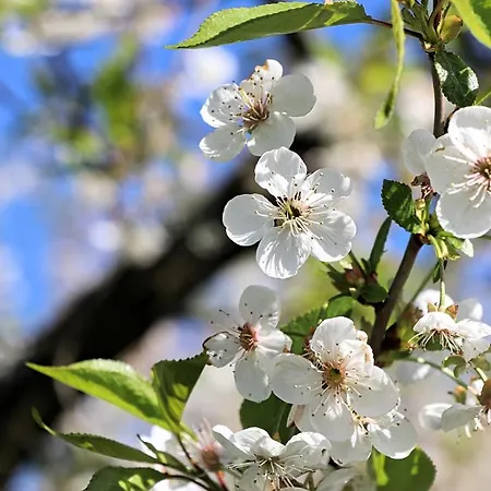 Cztery Katy Apartmán *